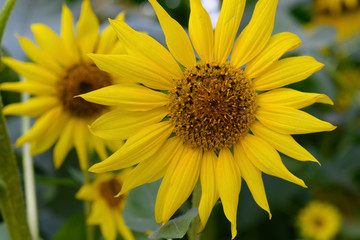 blooming sunflowers close up in a morning