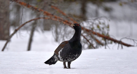 Male of Capercaillie in early spring forest. The western capercaillie. Scientific name: Tetrao urogallus. Wood grouse, heather cock or capercaillie during the courting season.