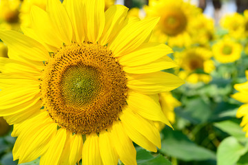 blooming sunflowers close up in a sunny morning