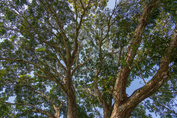 Fototapeta premium View of the treetops in jungle forest on a sunny day, island of Zanzibar, Tanzania, Africa