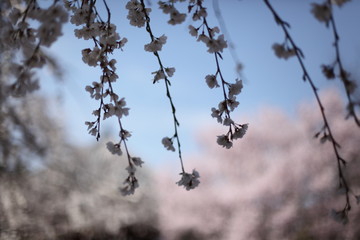 枝垂桜
