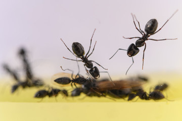 ants in a tank close up