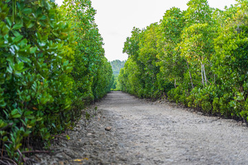 Dirt road among mangroves on a clear sunny day on the island of Zanzibar, Tanzania, Africa