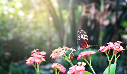 butterfly on flower