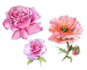 Watercolor flowers Pink roses with purple poppies.