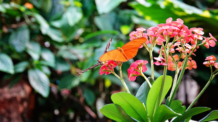 butterflies in garden