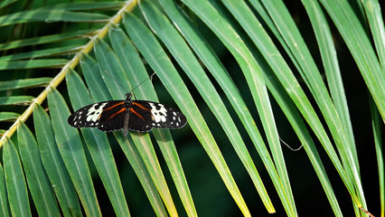 butterfly on a green leaf