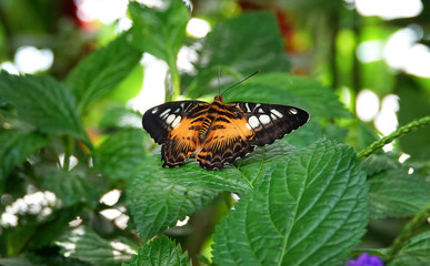 butterfly on a flower