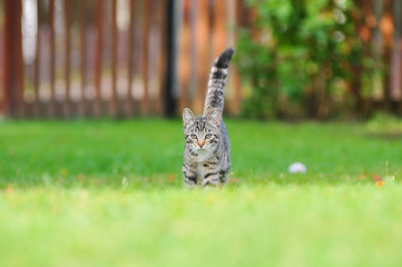 Little British kitten is walking on the green grass