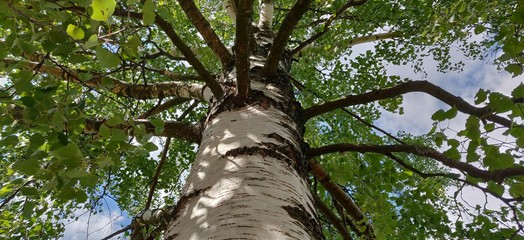 Closeup of a birch tree