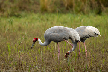 sarus crane or Grus antigone pair grazing in wetland of keoladeo national park or bird sanctuary, bharatpur, rajasthan, india