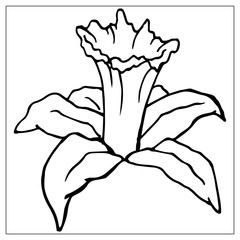 Vector floral illustration with a silhouette of daffodil flower.