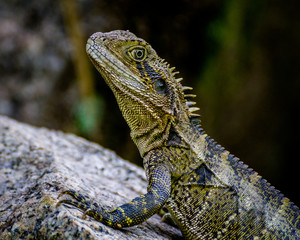 Aussie Dragon