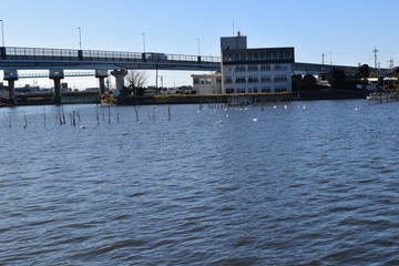 牛久沼（うしくぬま）／ 茨城県の牛久沼は小規模な漁業のほか、その水は主に農業用水として活用されています。また、週末などは多くの釣り人たちで賑わっています。沼に近い牛久市と同じ名前ですが、全域が龍ケ崎市の区域内です。