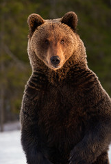 Close up portrait of Brown bear in the winter forest at sunset. Front view. Brown bear standing on his hind legs. Scientific name: Ursus arctos. Natural habitat. Sunset light