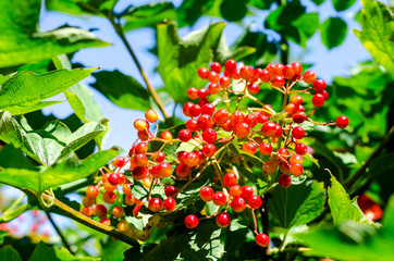 A bright red bunch of viburnum berries. Folk remedies for colds