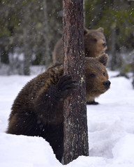 Bear cubs in winter forest. Natural habitat. Brown bear, Scientific name: Ursus Arctos Arctos.