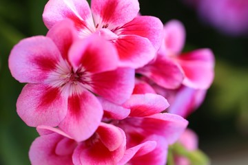 Fototapeta na wymiar Geranium close-up. Pink geranium flowers on a blurry green floral background. Pelargonium flowers