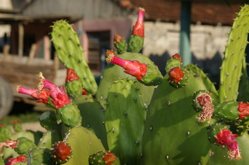 cactus flower. red flower on green cactus