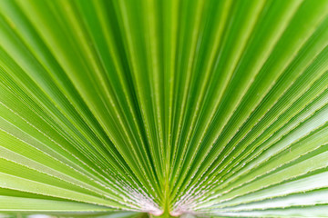 a close up shot of a perfect palm tree leaf taken whilst walking my dog in Marbella, Spain