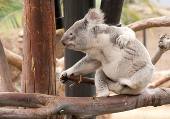 Naklejka premium koala in a tree in Brisbane Koala sanctuary