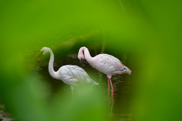 Couple of Flamingo birds are walking together isolated on a green background with lens blur and defocused. A symbol of love.