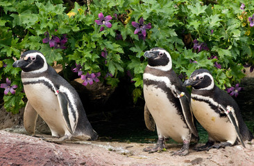 Obraz premium group of penguins with purple flowers in the background