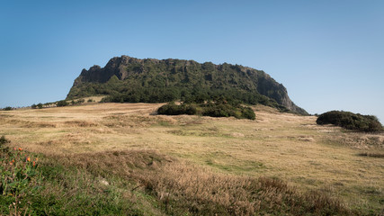Scenery of Seongsan Ilchubong with golden grass field in day time at Jeju island, South Korea.
