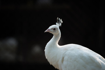 An islolated beautiful white Indian Peackok with a dark background.