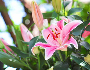 Beautiful pink lilly flowers pattern blooming in garden outdoor green leaf background