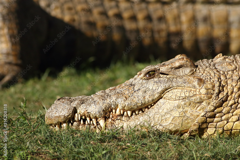 Wall mural Detail of the head with jaws full of teeth of Nile crocodile (Crocodylus niloticus), which is lying on green grass with another crocodile in background