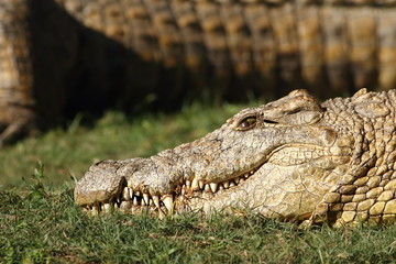 Detail of the head with jaws full of teeth of Nile crocodile (Crocodylus niloticus), which is lying on green grass with another crocodile in background