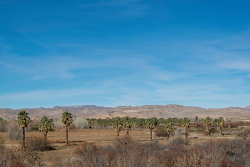 USA, Nevada, Clark County, Warm Springs Natural Area. A row of desert fan palms (Washingtonia filifera). This oasis is one of the farthest north populations of their native range.