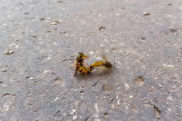 Mating wasps. Reproduction of insects