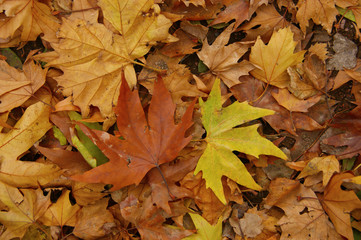 fallen autumn leaves. yellow leaves on the ground and branches