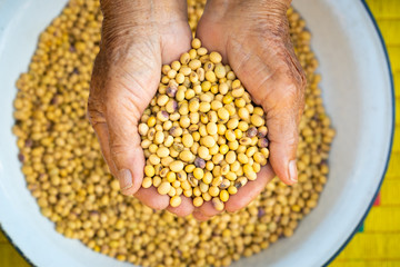 Human hand scooping dry soybean.Bean in the palm.top view food concept