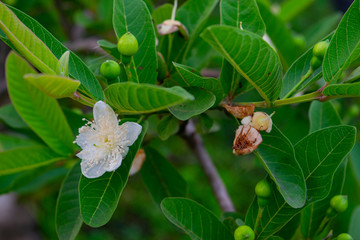 guava flowers on green guava leaves