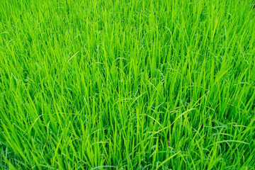 green background of rice paddy seedling in rice bed