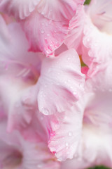 Delicate floral background - pink gladiolus with water drops. Macro shot. Women's Day.