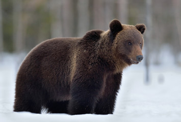Obraz premium Brown bear in winter forest. Scientific name: Ursus Arctos. Natural Habitat.