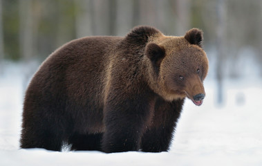 Obraz premium Brown bear in winter forest. Scientific name: Ursus Arctos. Natural Habitat.