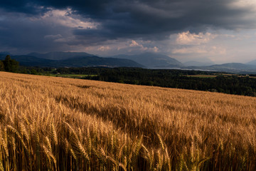 Golden wheat field 