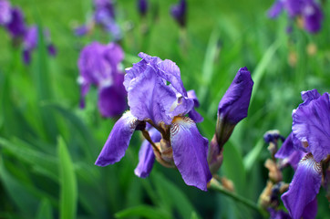 Purple iris flower close up with blue petals, growing in the garden, green background