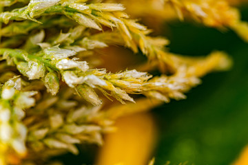 a macro shot of morning dew collected on a plant leaf in Marbella, Spain