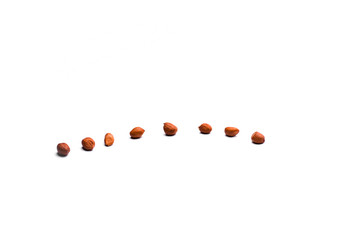 Peanuts isolated on a white background