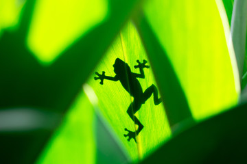 Fototapeta na wymiar Shadow of a frog across a green leaf 
