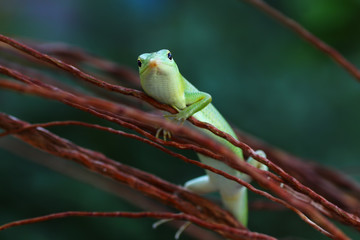 emerald tree skink on a tree branch