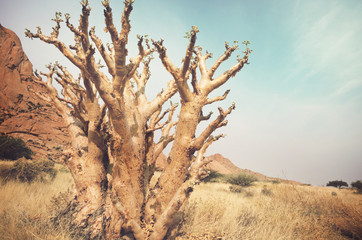 African landscapes