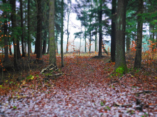 path in the forest tilt shift