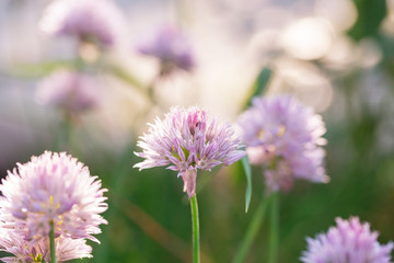 Fototapeta premium Flower